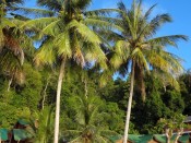 Perhentian Besar, palmy,domki
