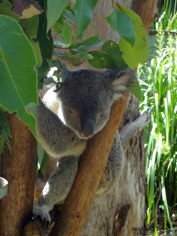 Koala - Australia