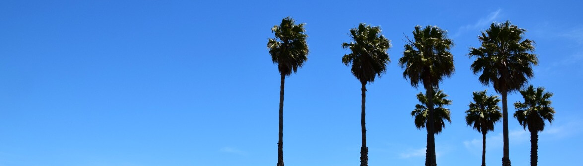 San Francisco palms